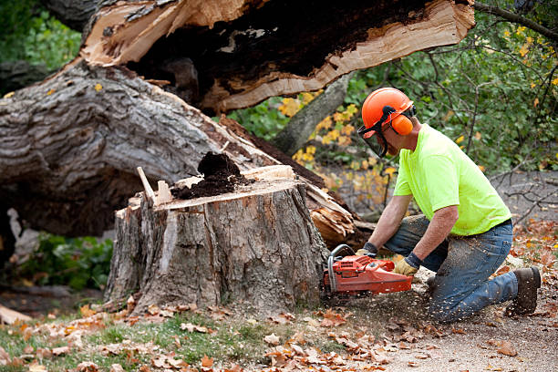 Best Emergency Tree Removal  in USA